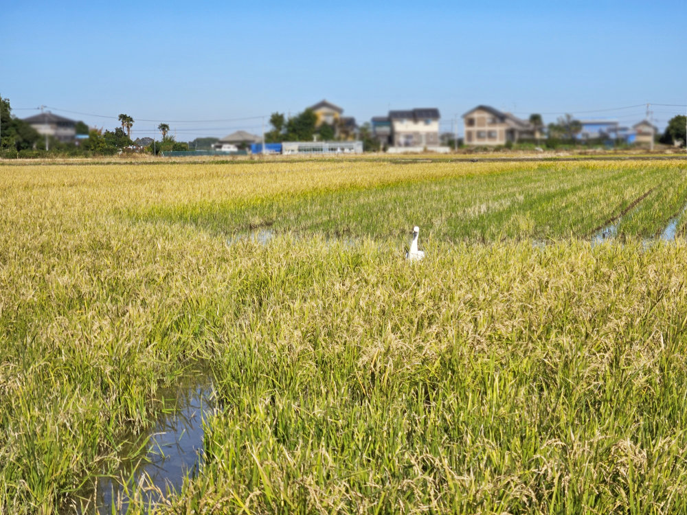 本埜白鳥の郷で新たに水を張っている水田