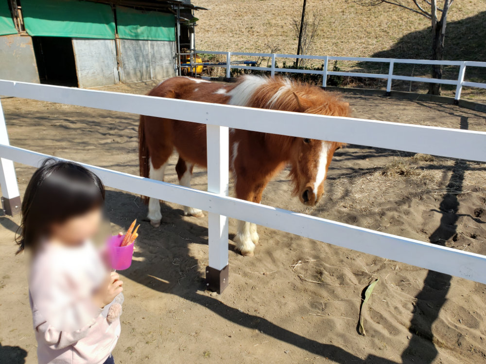 小貝川ポニー牧場のえさやり体験