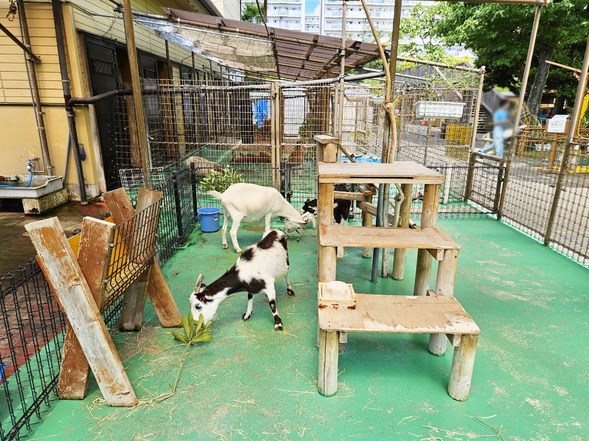 浦安市若潮公園ふれあい動物園