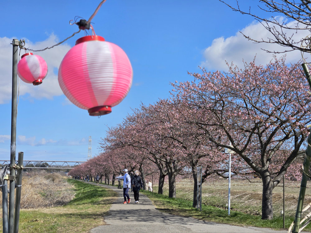 八千代市新川千本桜河津桜