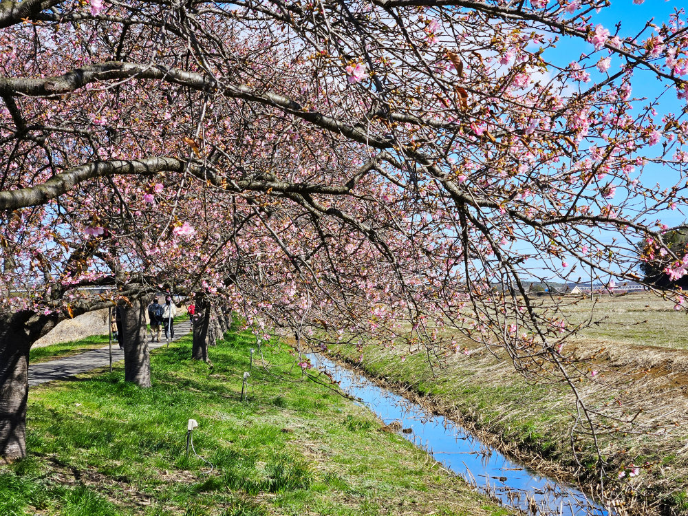 新川の千本桜｜千葉県八千代市