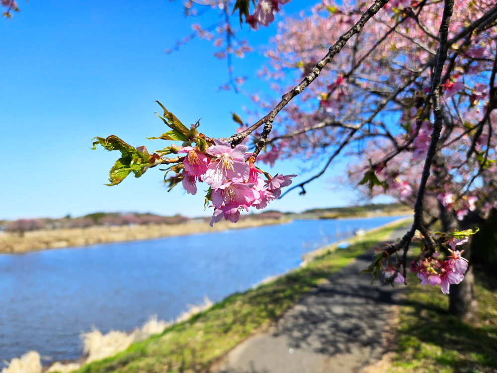 八千代市新川の千本桜の河津桜