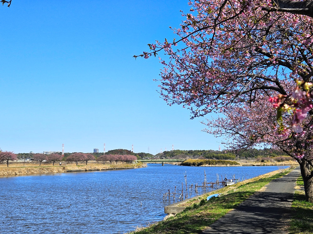 八千代市新川の千本桜の河津桜