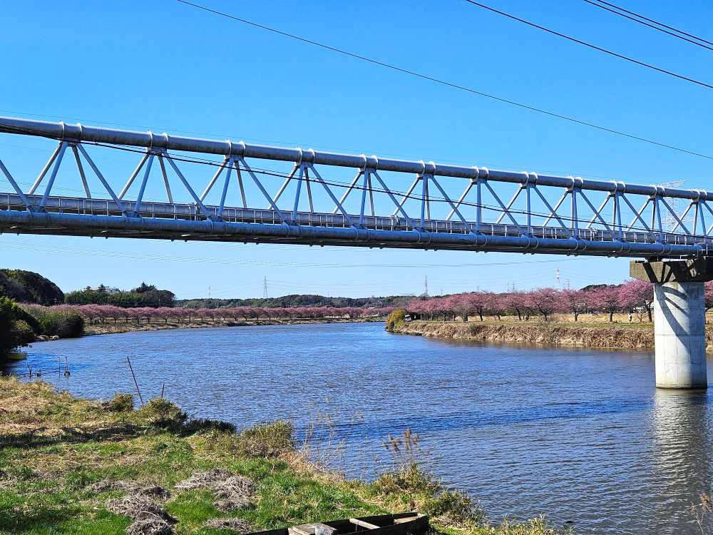 八千代市新川の千本桜の河津桜