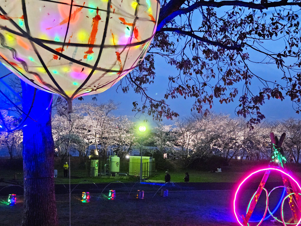 我孫子手賀沼夜桜のライトアップ
