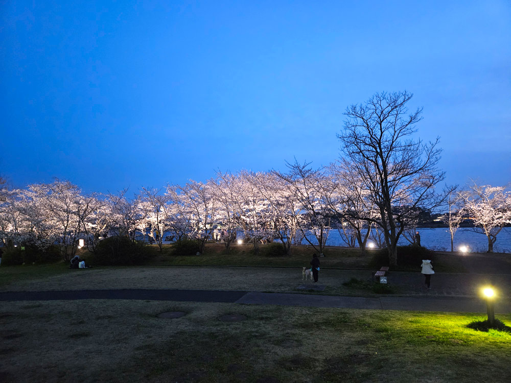 我孫子手賀沼夜桜のライトアップ