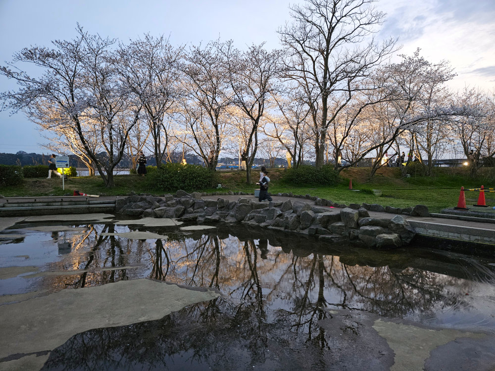 水面に映る手賀沼の桜ライトアップ