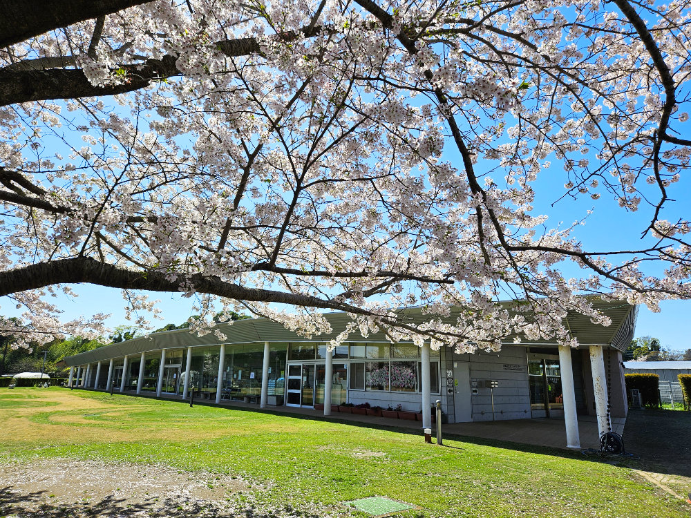 船穂コミュニティセンターの桜風景と遊具｜千葉県印西市