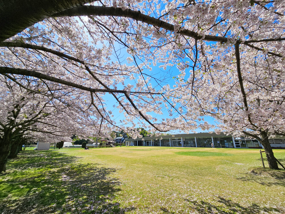 船穂コミュニティセンターの桜