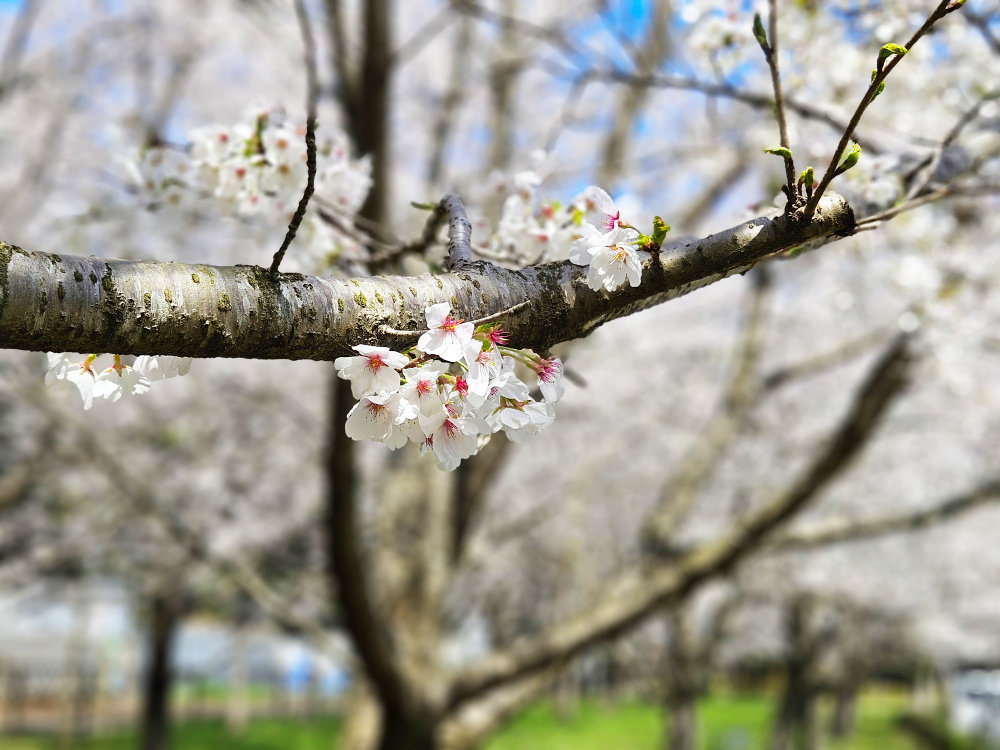 平岡自然の家の桜