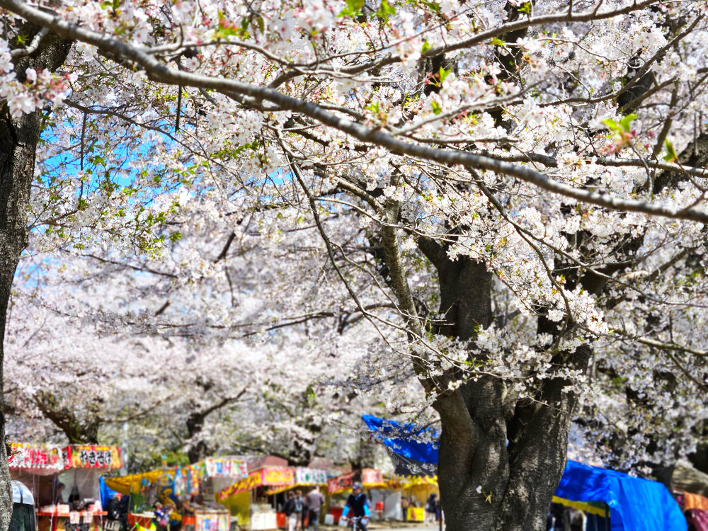 印西市小林牧場の桜並木