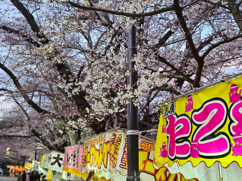 小林牧場の夜桜