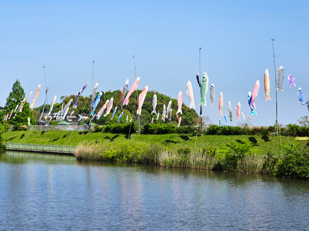 印西市小林の鯉のぼり