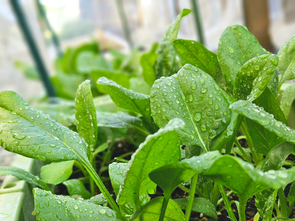 家庭菜園ほうれん草