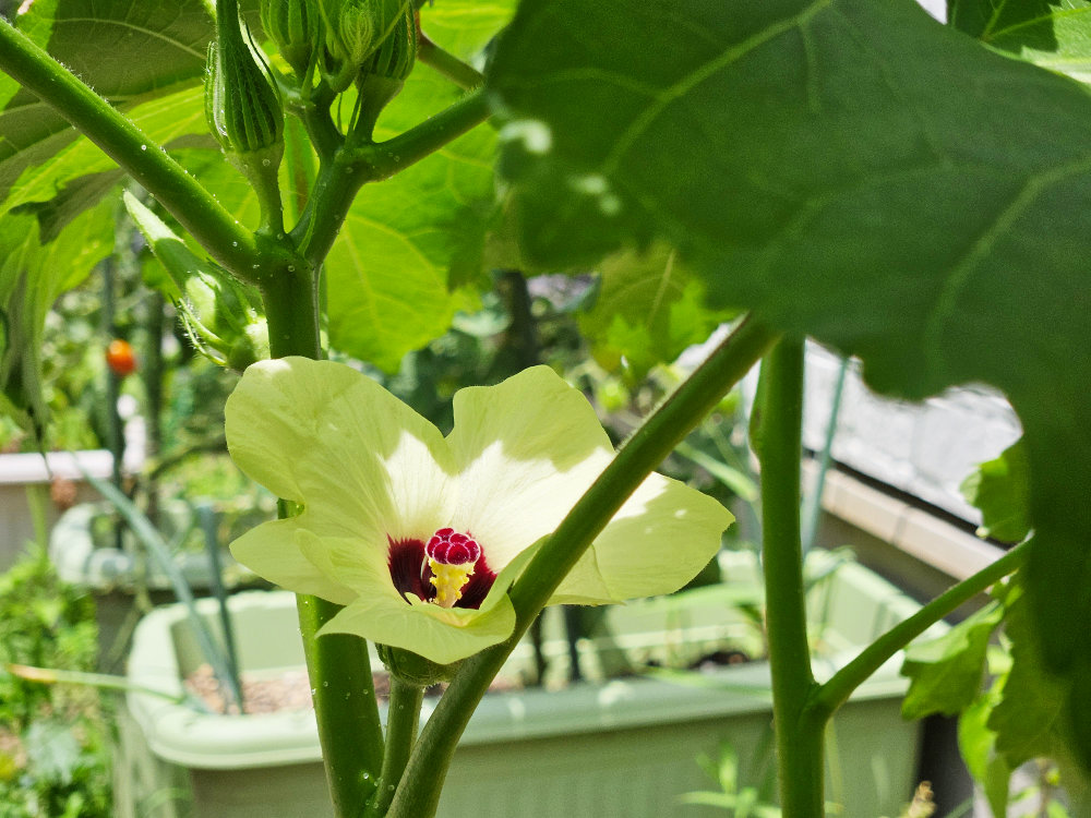 家庭菜園オクラ