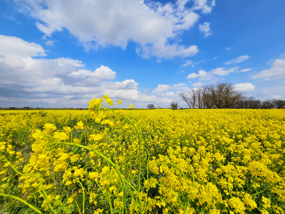 利根川河川敷の菜の花スポット