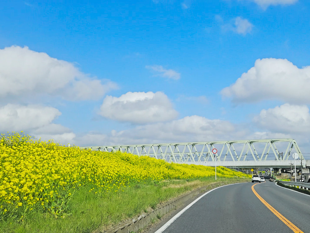我孫子市利根川沿いの菜の花スポット