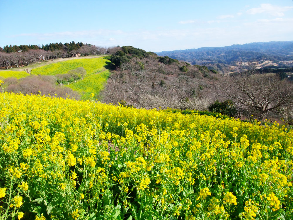 マザー牧場の菜の花