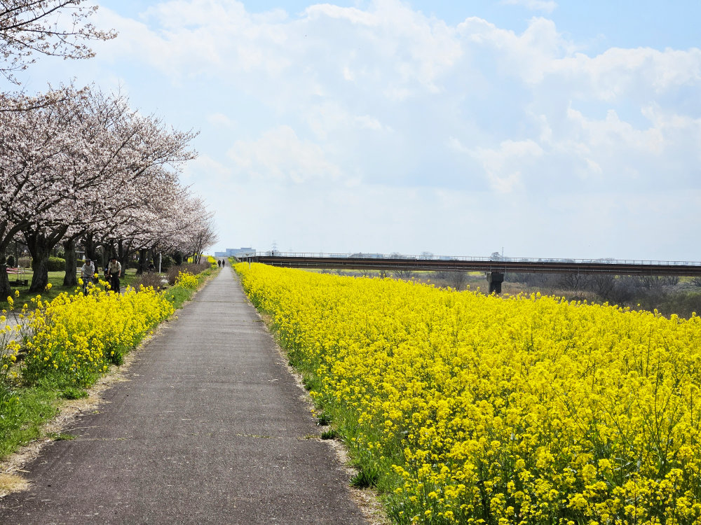 野田市の江戸川の菜の花