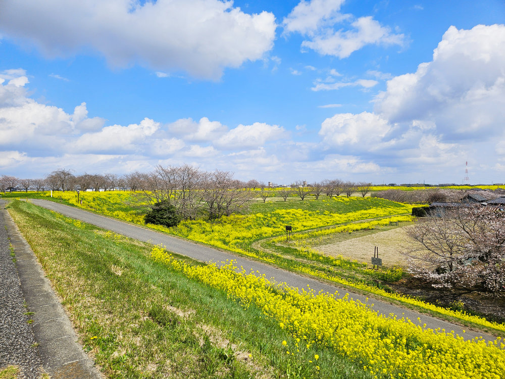 利根川の堤防（土手）の菜の花