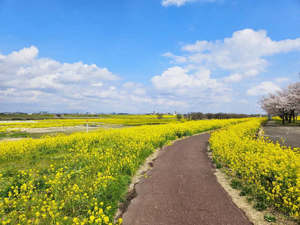 関宿城付近の菜の花畑