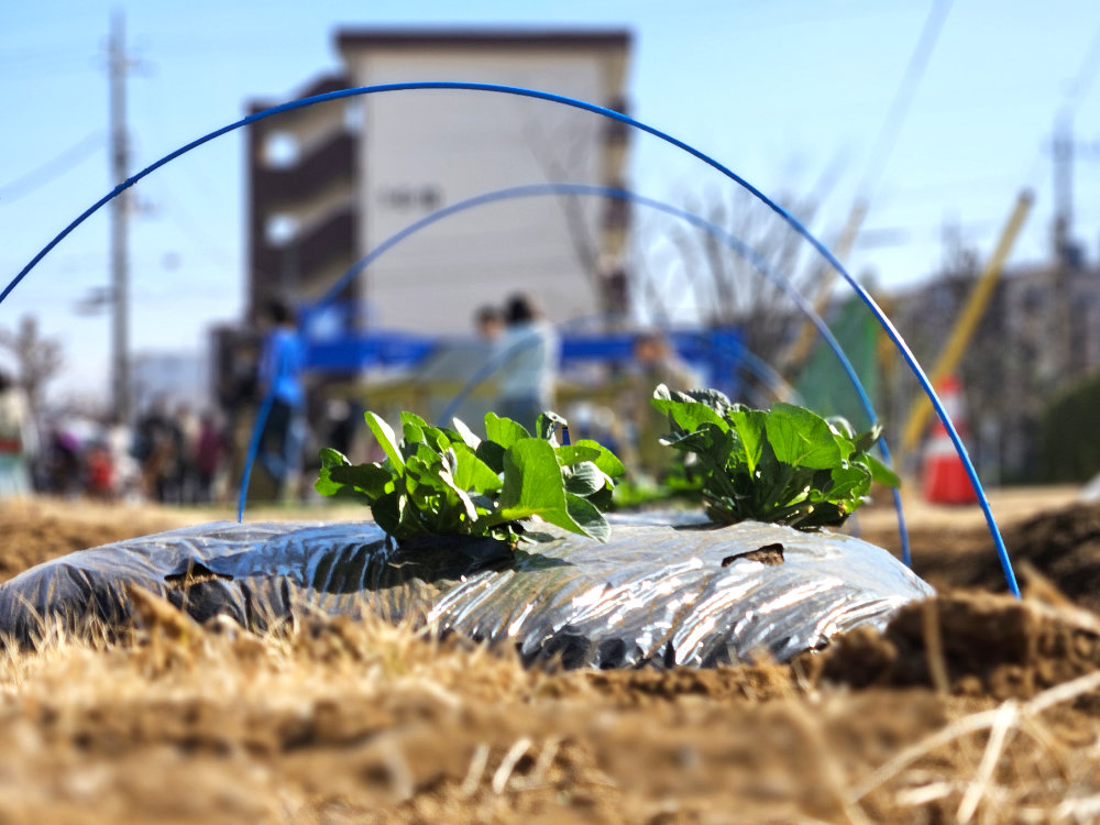 高花ベースの農園