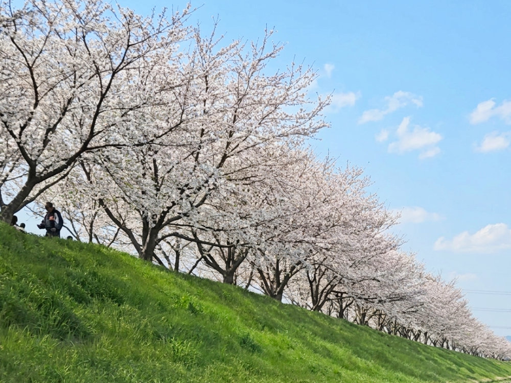 利根町の桜づつみとさくらまつり2026｜茨城県利根町