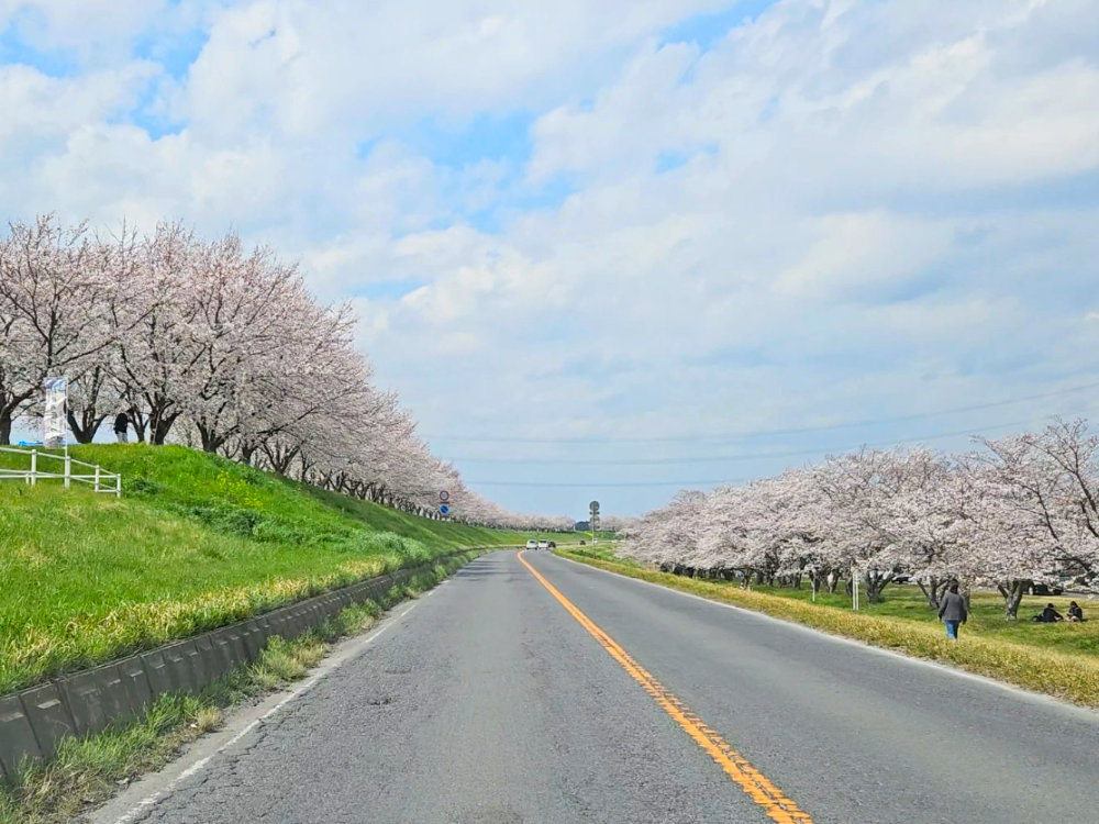 利根町の利根川沿いの桜並木桜づつみ