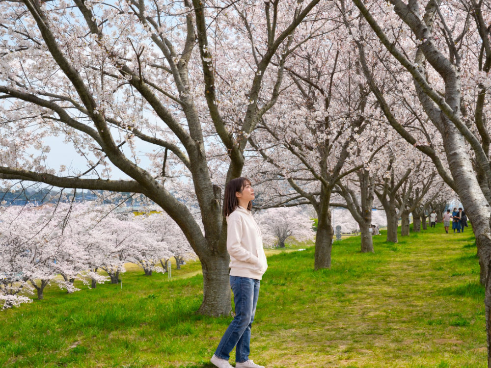 利根町の桜づつみとさくらまつり2026｜茨城県利根町