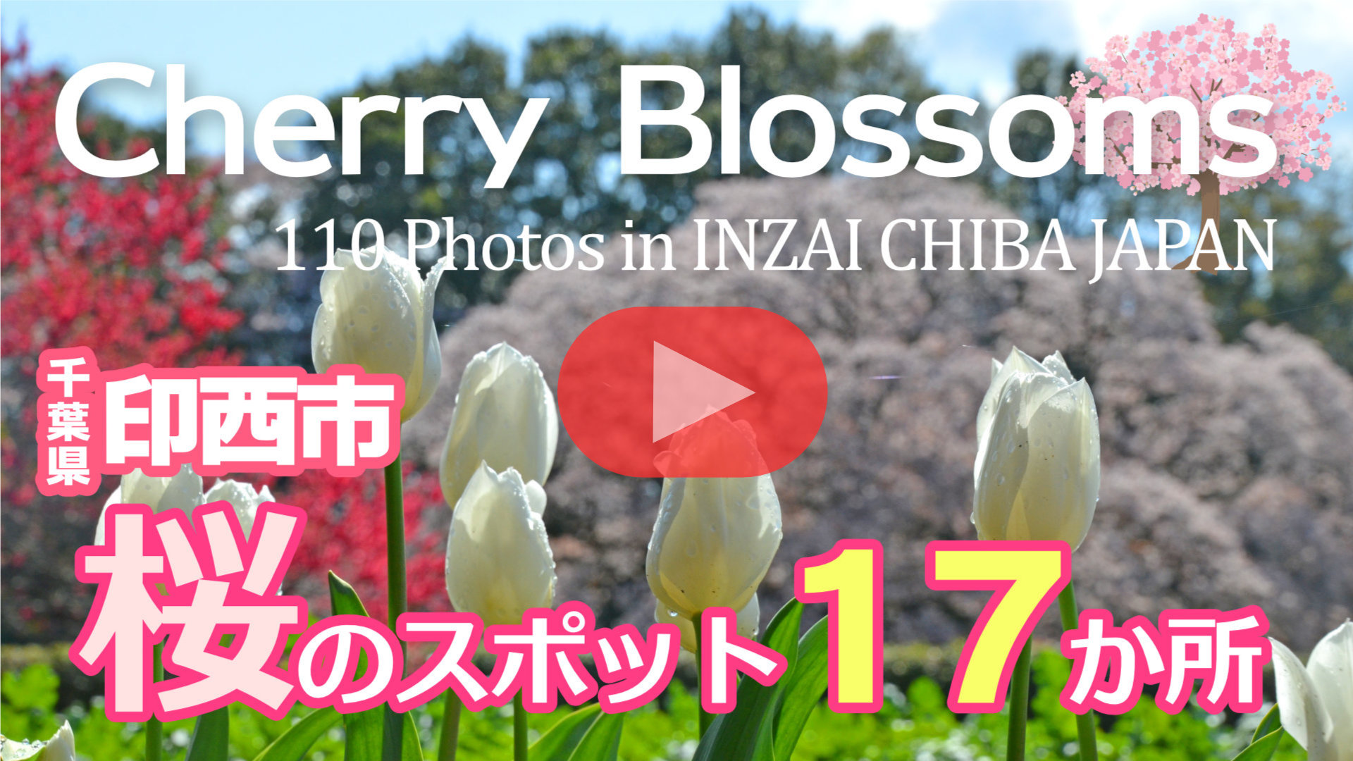 印西市の桜スポット動画
