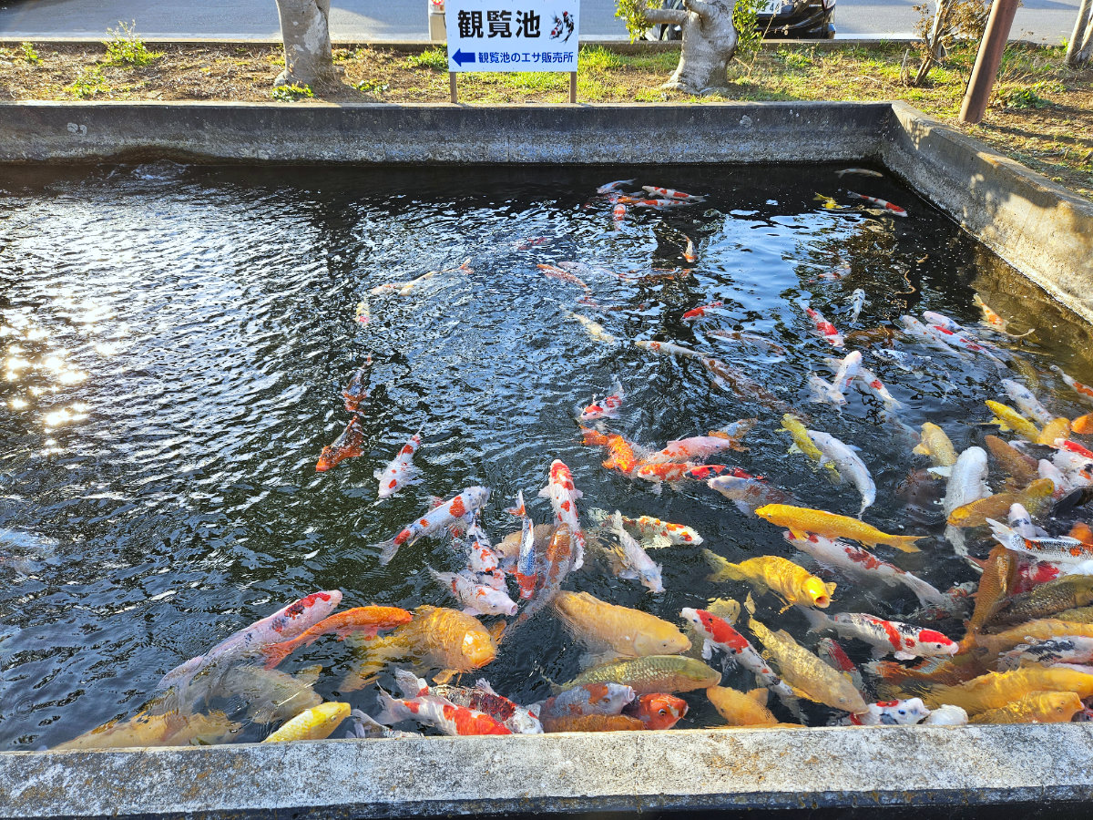 谷養魚場の鯉の餌やり