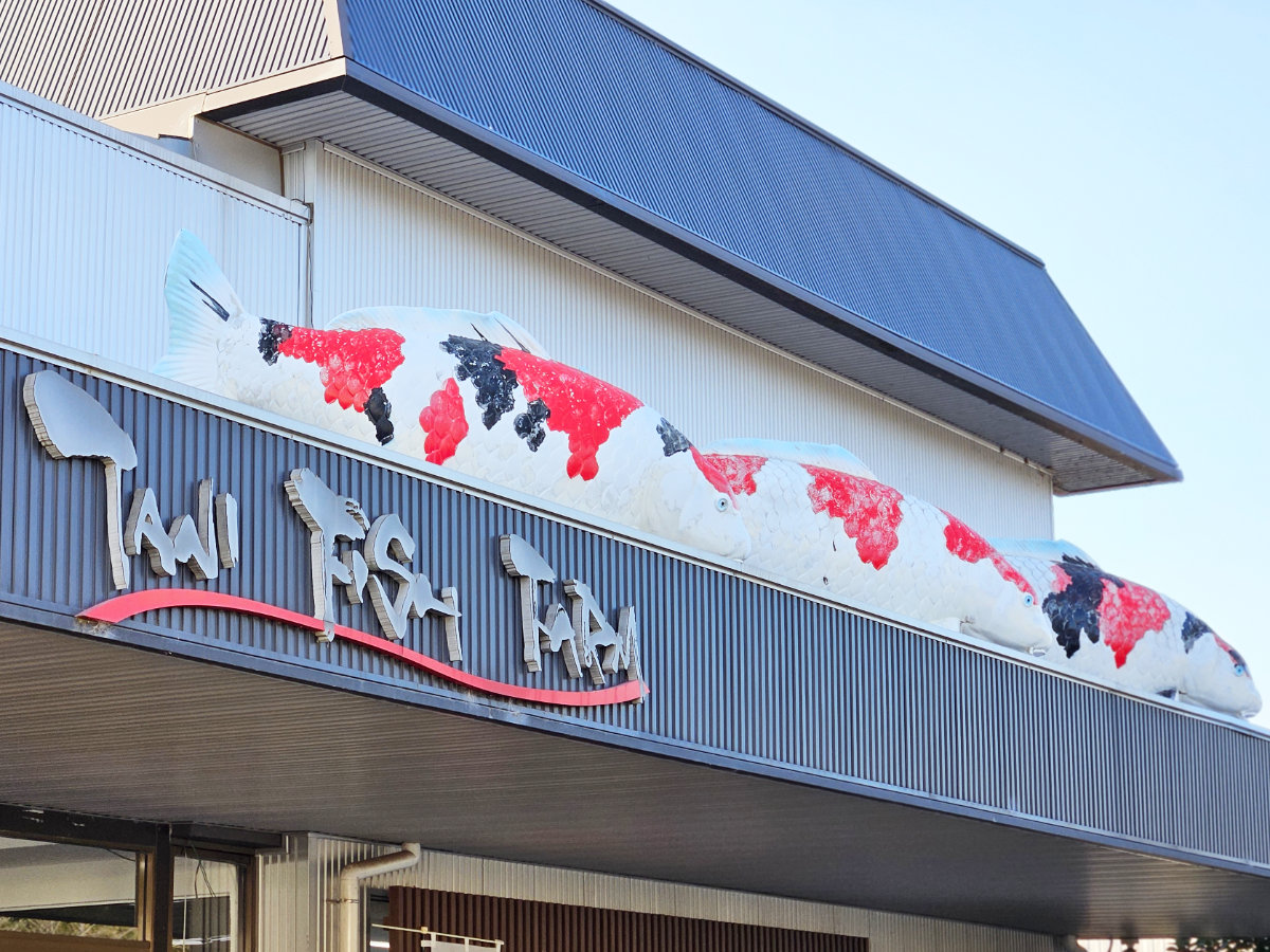 谷養魚場｜鯉の養魚・釣り堀・水槽・パターゴルフ・幼児遊園｜千葉県成田市