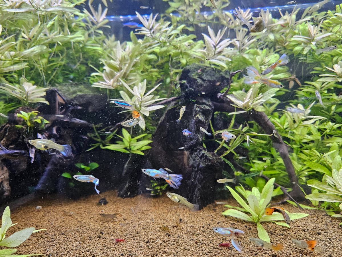谷養魚場の淡水魚熱帯魚展示