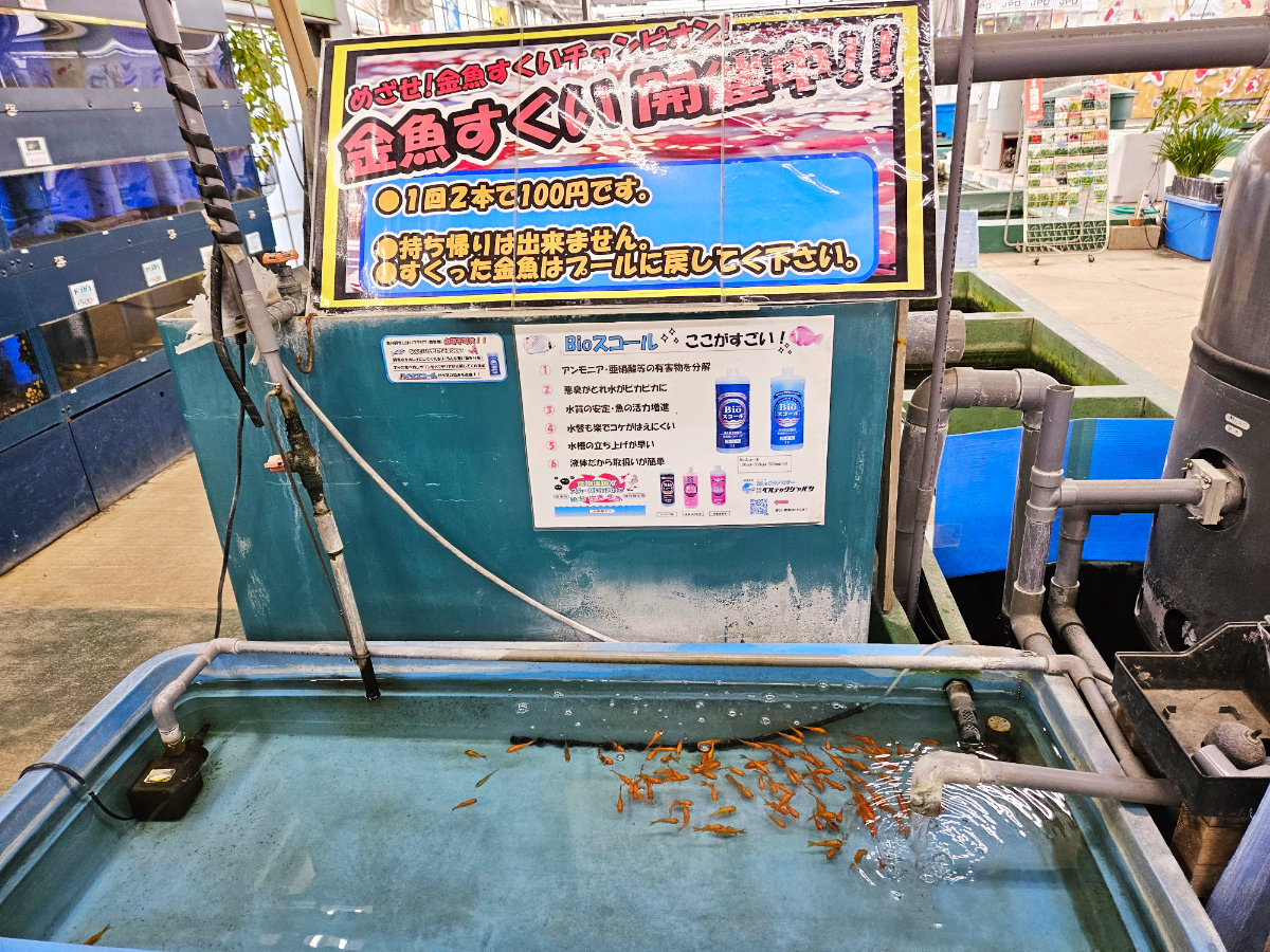 谷養魚場の金魚すくい